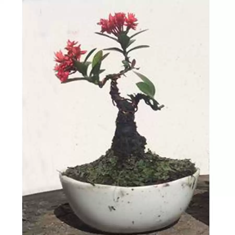 Trang Đỏ Bonsai Mini Dáng Trực - Vựa Cây Trồng